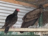 Un Condor es recibido en el Centro de Rescate de Fauna del Museo de  San Antonio  