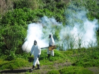 Municipalidad de San Antonio fumiga para combatir zancudos