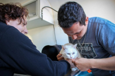 Adopción con sentido: San Antonio busca combatir el abandono animal con jornadas abiertas a la comunidad