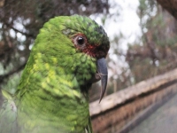 104 loritos de la especie Choroy fueron rescatados de las garras de un traficante de animales 