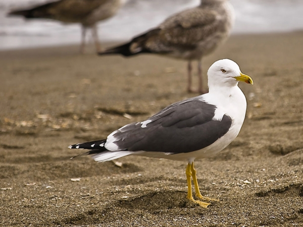 Invitan a la comunidad a participar de Charla en el "DIA DE LA GAVIOTA"
