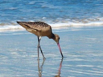 Museo celebrar&aacute; el D&iacute;a Internacional de las Aves Playeras en San Antonio