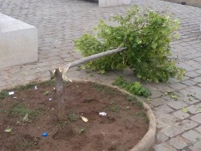 El pasado fin de semana v&aacute;ndalos arrasaron los &aacute;rboles y componentes del talud 21 de mayo