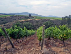 El Servicio de Evaluaci&oacute;n Ambiental presenta informe sobre la Declaraci&oacute;n de Impacto Ambiental por Proyecto Embalse El Canelo