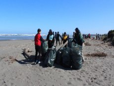 Con &eacute;xito se realiz&oacute; limpieza en ribera del R&iacute;o Maipo